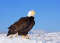 Kenai-Peninsula;Bald-Eagle;Haliaeetus-leucocephalus;Alaska;Birds-of-Prey;Curved-
